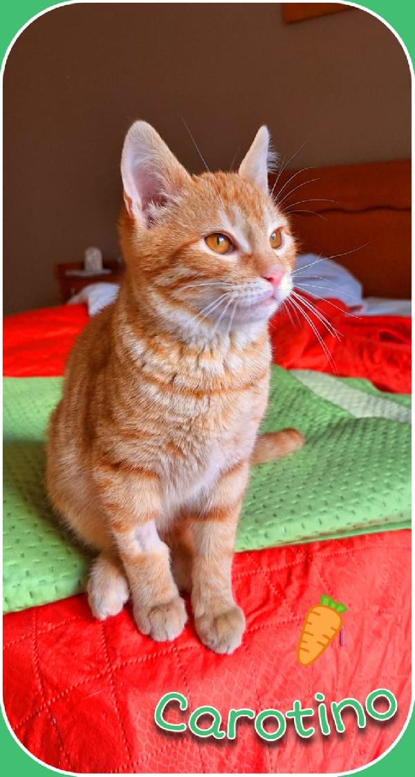 Carotino, 3 mesi di pura tenerezza Foto 2